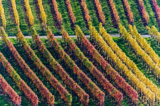 yellow vineyards in autumn