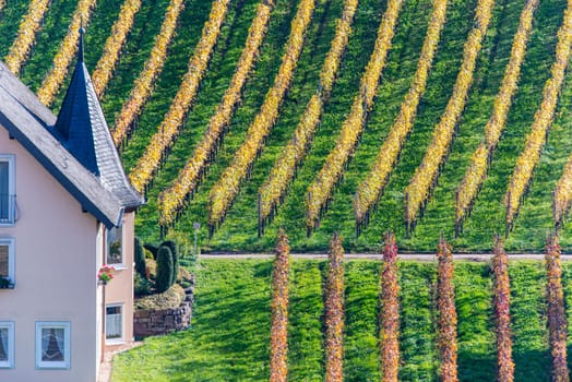 yellow vineyards in autumn