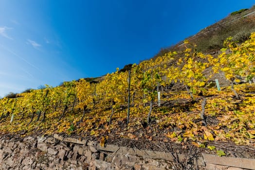 yellow vineyards in autumn