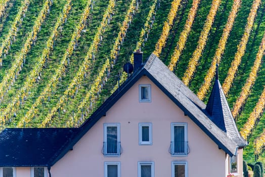 yellow vineyards in autumn