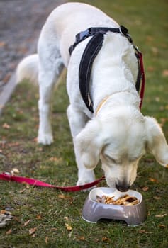 Grilled pork ears in a restaurant with a dog menu