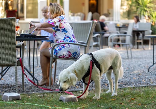 Sierakow, Poland - August 12, 2020: Grilled pork ears in a restaurant with a dog menu