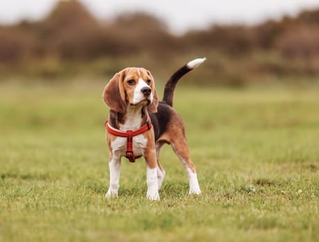 Puppy of Beagle playing on the lawn in nature. Concept of domestic animal and friendship between human and dog.