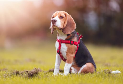 Puppy of Beagle playing on the lawn in nature. Concept of domestic animal and friendship between human and dog.