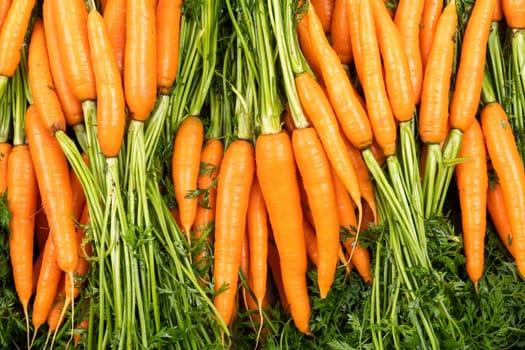 Red carrot on wooden as quantity. Top view carrot concept.