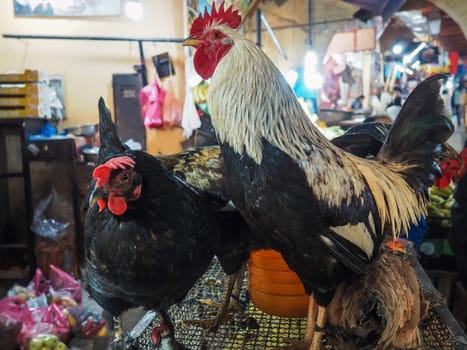 Live rooster displayed at food market in Morocco, black chicken hen near.