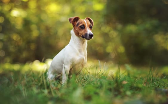 Small Jack Russell terrier sitting on meadow in autumn, yellow and green blurred trees background.