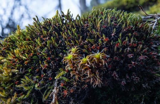 Fine green moss growing on rocks near river, closeup macro detail.