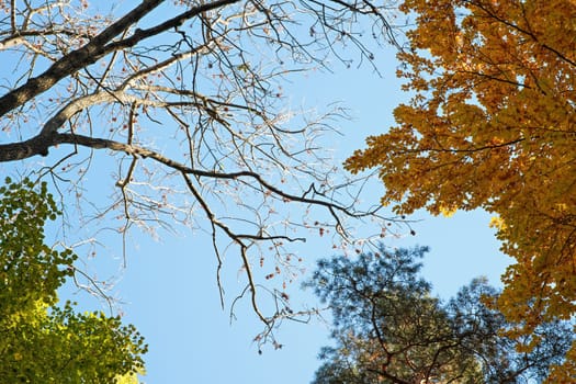 Looking up tree branches with leaves in autumn, against clear blue sky - pine, orange beech, green birch and one without any foliage.