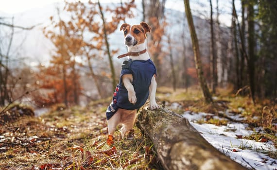 Small Jack Russell terrier in dark blue winter jacket leaning on fallen tree one paw up with grass and snow patches, blurred trees or bushes background.