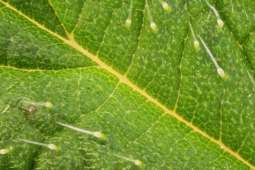 Stinging nettle - Urtica dioica - leaf, microscope detail, transparent sting hairs called trichomes visible, image width 9mm.