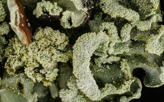 Gray tube lichen, also known as monk's-hood - Hypogymnia physodes - growing on tree branch, microscopy detail, image width 9mm.