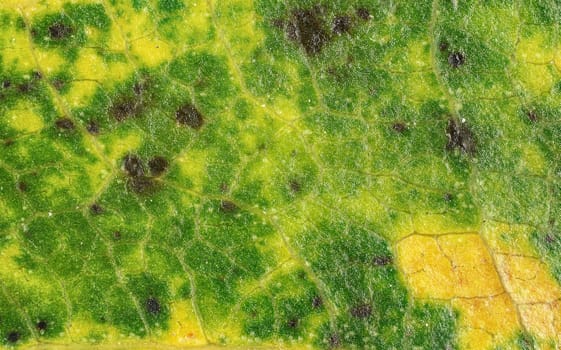 Fallen tree leaf, parts of it coloured yellow orange and dark brown spots, microscope detail image width 9mm.