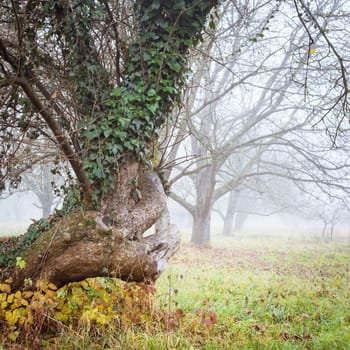 Bare trees in november with fog