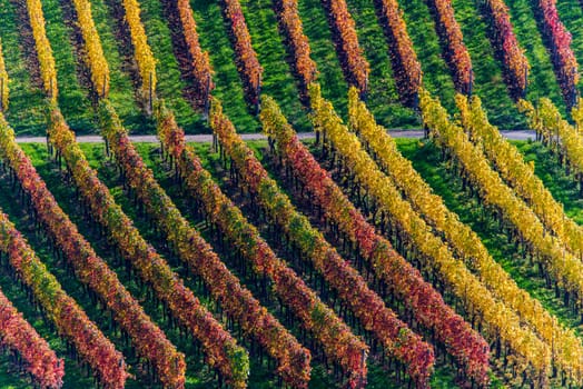 mosell river - vineyards