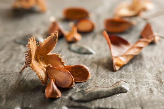 Low angle close-up of an open beechnut fruit with three seeds and elongated water droplets on a light slate background in the side window light.