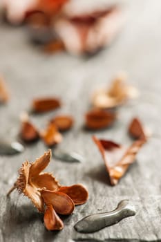 Low angle close-up of an open beechnut fruit with three seeds and elongated water droplets on a light slate background in the side window light.