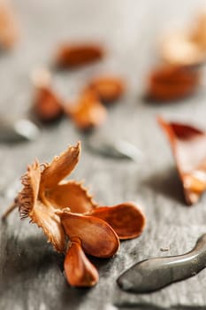 Low angle close-up of an open beechnut fruit with three seeds and elongated water droplets on a light slate background in the side window light.