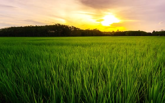 Rice paddy in rice field rural with cloud sky in daylight, Green field rural countryside, Paddy rice with green field