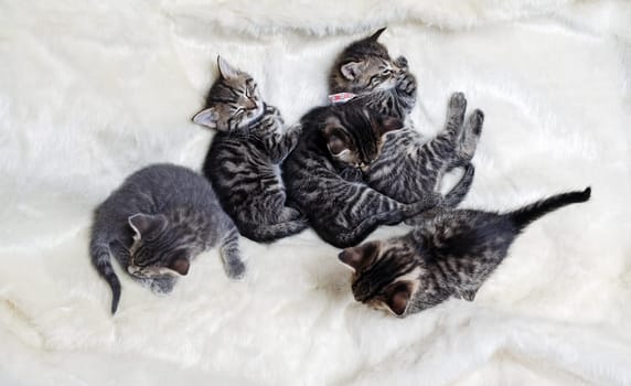 Litter of five kittens sleeping on soft fur blanket. Flat lay.