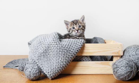 Cute kitten sitting in wooden box, balls of woolen thread and yarn.
