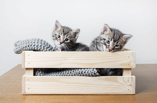 Two little cute kittens in wooden box.