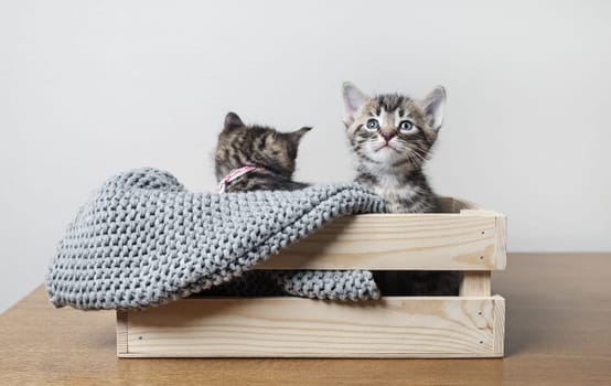 Little cute kittens sitting in wooden box.