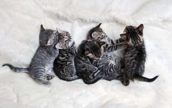Five cute kittens sleeping on white fur blanket. Flat lay.