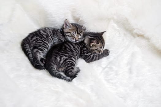 Two sleeping kittens on soft fur blanket.