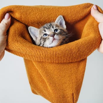 Little cute tabby kitten looks out from a woolen hat.