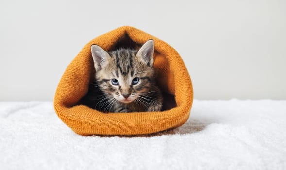 Little cute kitten in orange woolen hat.