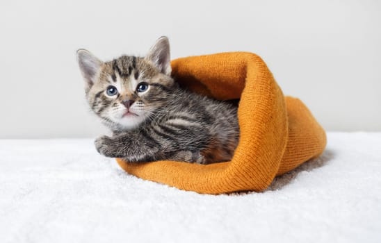 Cute kitten lies in orange woolen hat.