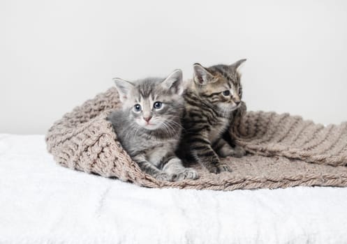 Two cute kittens on white towel covered with knitted blanket. Shallow depth of field. Selective focus.