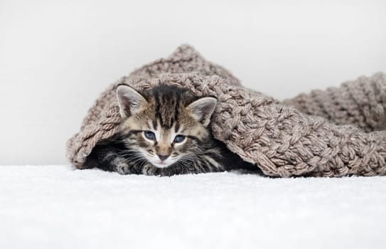 Cute tabby kitten lies on white towel covered with knitted blanket.