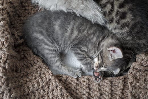 Gray tabby kitten is sleeping. Flat lay.