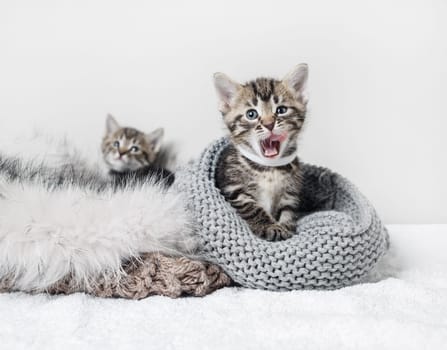 Cute little kitten yawns and looks at the camera.
