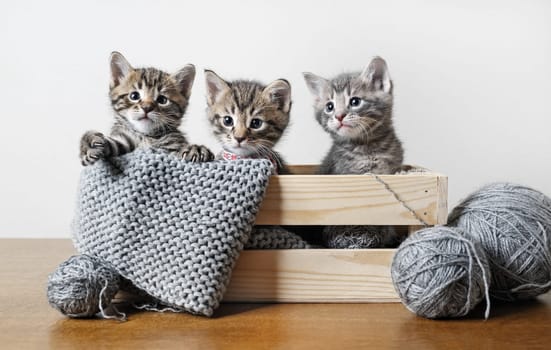 Three little cute tabby kittens in a wooden box, balls of woolen thread and yarn.