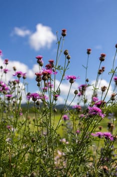 thistle in front of blue sky