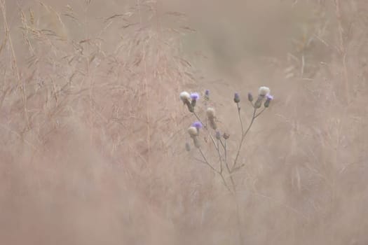 thistle surrounded from meadow grass