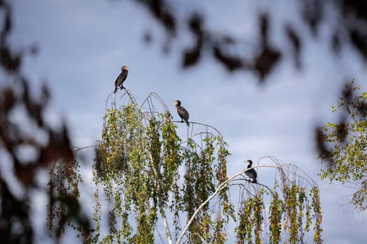 three cormorants sitting on a tree