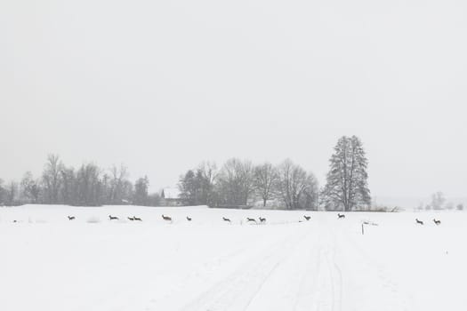 deer change in winter
