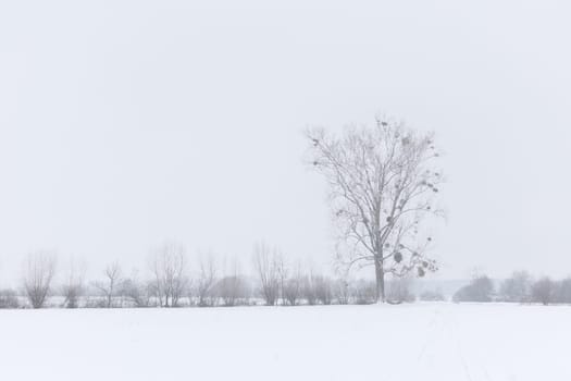 winterlandscape with tree and fog
