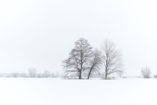 winter landscape with trees and fog
