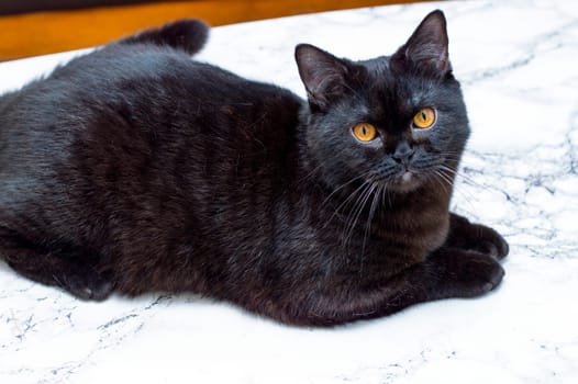 Scottish dark cat on a marble table, cats and cats in the house, pets, their photos and their life
