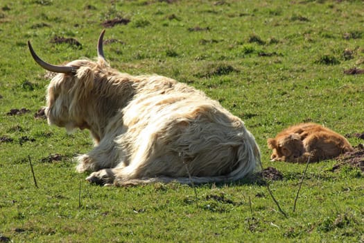 Scottish highland cow with newborn calf