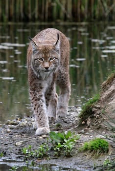 Eurasier lynx