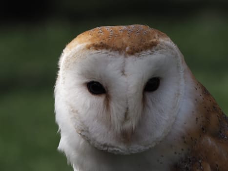 Barn owl