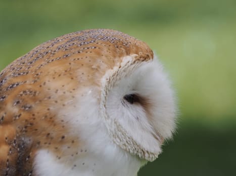 Barn owl
