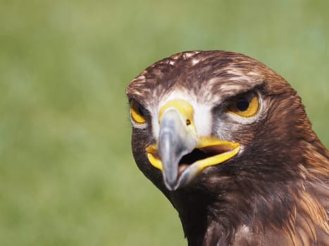 Golden eagle