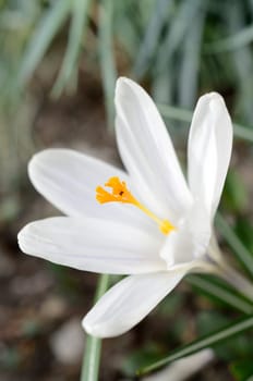 Close up of a white crocus